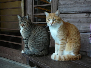 2011.03.02.01cat.jpg