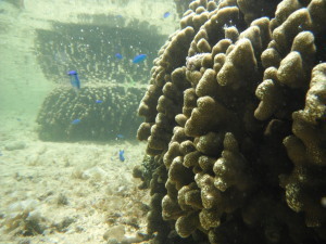 2011.06.30.02hoshizunanohama.jpg