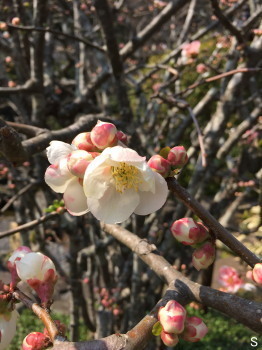 2017.04.04.04so-net.jpg
