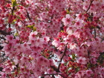 2017.04.09.01so-net.jpg