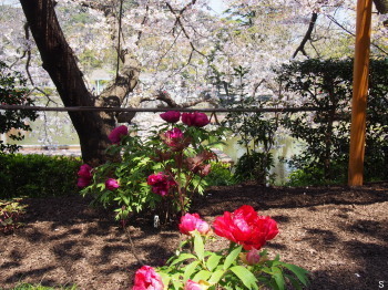 2017.04.14.06so-net.jpg