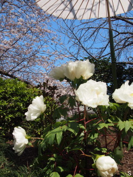 2017.04.14.08so-net.jpg