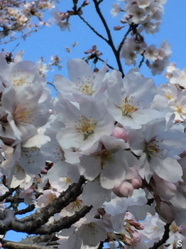2017.04.22.01so-net.jpg