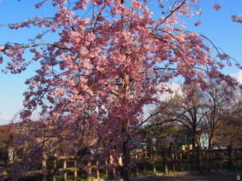 2017.04.23.01so-net.jpg