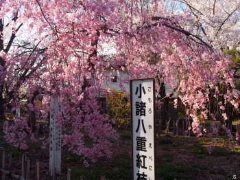 2017.04.23.06so-net.jpg