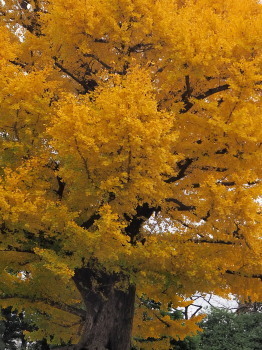 2018.12.11.01so-net.jpg