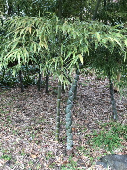2018.12.11.05so-net.jpg