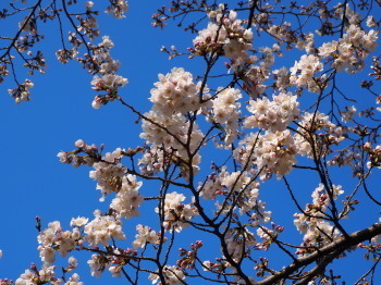 2019.03.25.01so-net.jpg