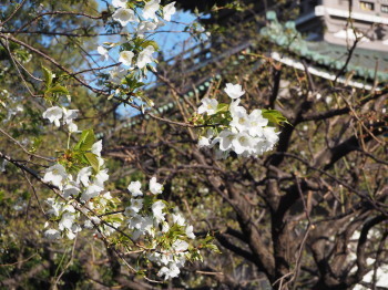 2019.03.25.08so-net.jpg