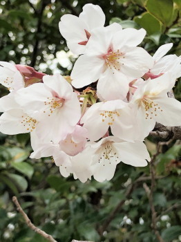 2019.04.02.01so-net.jpg