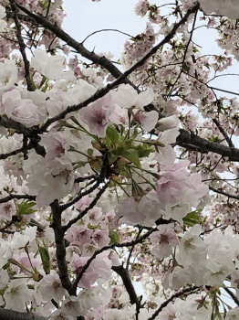 2019.04.02.02so-net.jpg