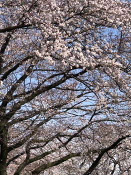 2019.04.02.05so-net.jpg