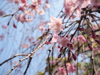 2019.04.08.00so-net.jpg