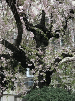 2019.04.08.12so-net.jpg