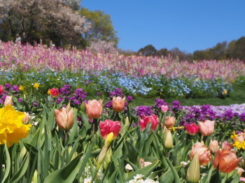 2019.04.12.01so-net.jpg