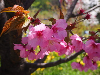 2019.04.12.06so-net.jpg