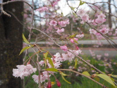 2019.05.11.03so-net.jpg
