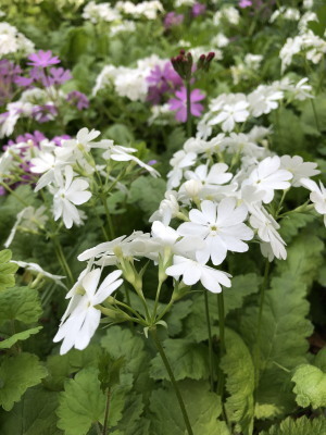 2019.05.26.03so-net.jpg