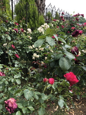 2019.06.05.03so-net.jpg