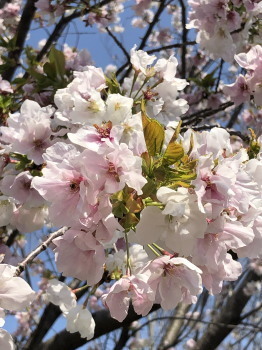 2020.04.08.01ss-blog.jpg