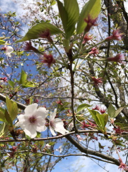 2020.04.12.01ss-blog.jpg