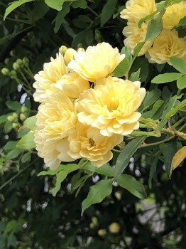 2020.04.12.03ss-blog.jpg
