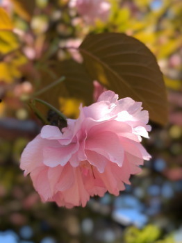 2020.04.26.01ss-blog.jpg