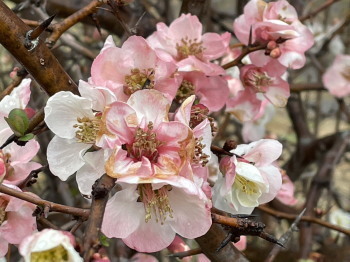 2021.03.10.01ss-blog.jpg