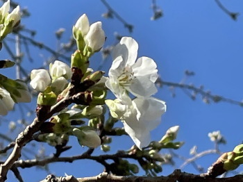 2021.03.25.01ss-blog.jpg