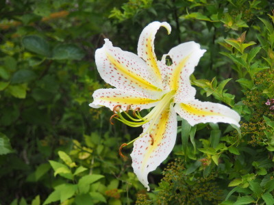 2021.08.07.04ss-blog.jpg