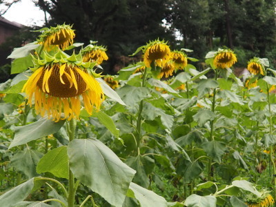 2021.08.07.06ss-blog.jpg