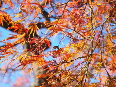 2021.11.26.12ss-blog.jpg