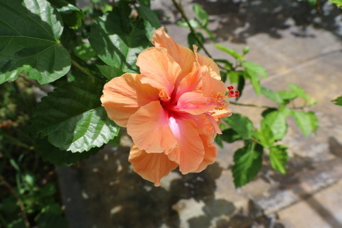 2022.07.05.08ss-blog.jpg
