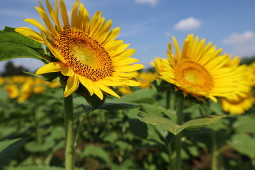 2022.09.02.04ss-blog.jpg