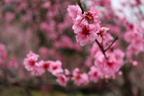 2024.04.09.10ss-blog.jpg