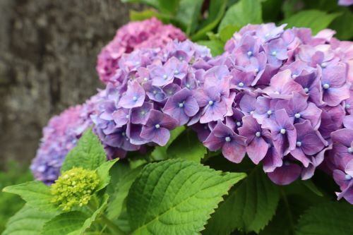 2024.06.11.06ss-blog.JPG