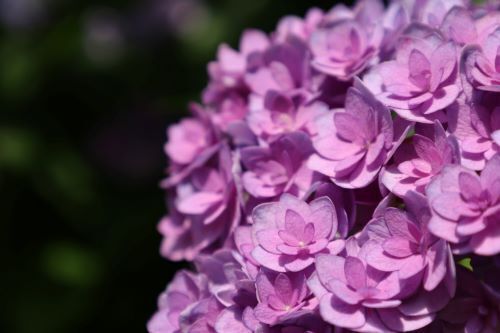 2024.06.28.09ss-blog.JPG